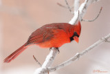 Cardinal rouge (Île des Soeurs, 17 janvier 2009)