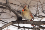 Cardinal rouge (Île Sainte-Hélène, 5 février 2009)