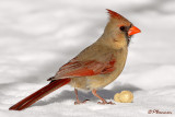 Cardinal rouge (Île Sainte-Hélène, 21 février 2009)