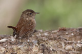 Troglodyte mignon (Île des Soeurs, 24 avril 2009)