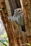Petit-duc maculé (Parc Summit, 12 mai 2009)