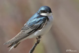 Hirondelle bicolore (Île des Soeurs, 3 mai 2009)