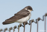 Hirondelle bicolore (Châteauguay,15 juillet 2009)
