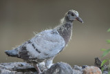 Pigeon biset (Île des Soeurs, 25 Juillet 2009)