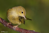 Paruline jaune (Pointe des Cascades, 5 août 2009)