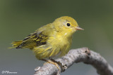 Paruline jaune (Île des Soeurs, 9 août 2009)
