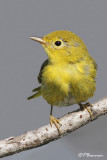 Paruline jaune (Île des Soeurs, 9 août 2009)