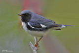 Paruline bleue (Île des Soeurs, 1 octobre 2009)