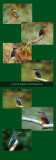 Ijsvogel Posterkopie.jpg