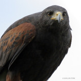Parabuteo unicinctus