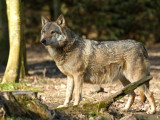 Loup gris commun - canis lupus lupus - grey wolf