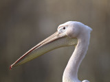 Pélican blanc