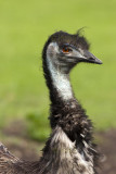 Emeu - Emu (dromaius novae hollandiae)