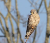 Falco tinnunculus