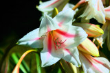 Blooms Of All Types