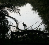 Daddy Limpkin on the lookout in the evening !