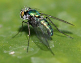 a Leaf Fly sunning herself !