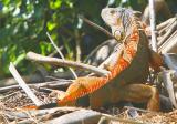 my newest jr. lizzard buddy - I pulled him out when stuck in a chain link fence - he now lets me get close (about 10ft only) !