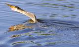 another Anhinga swallowing some dinner