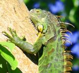 climbing up the Ficus Tree for some berries