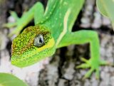 a 14 inch Knight Anole checking me out - fairly friendly - let me get fairly close