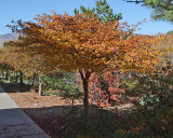 Cockspur Hawthorn #112 (1858)