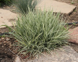Bulbous Oat Grass Variegated #550 (8778)