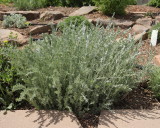 Fringed Sage #770 (8760)