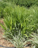 Northern Sea Oats #552 (8776)