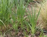 Red Hot Poker #745 (8780)