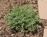 Rose Petal Thyme (8824)