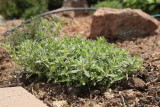 Rose Petal Thyme (8826)
