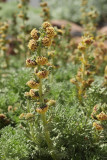 Mystery Artemisia (8764)