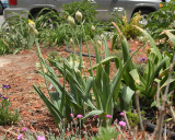 Golden Garlic #514 (8871)