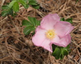 Rose 'Frau Dagmar Hartopp' #420 (9184)
