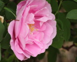 Therese Bugnet Rose #418 (9134)