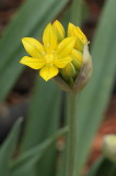 Golden Garlic #514 (9127)