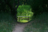 Down the rabbit hole.jpg