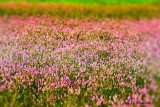 purple marsh.jpg