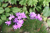 Colchicum autumnale pleniflorum