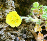 Potentilla pulvinaris