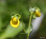 Calceolaria tenella