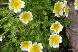 Limnanthes douglasii