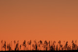 Sick forest