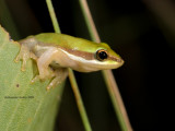 Dwarf Tree Frog, Drymomantis bicolor