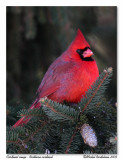 cardinal rouge Northern cardinal