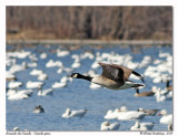 Bernache du Canada Canada goose