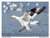 Oie des neiges Snow goose