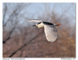 Bihoreau gris Black crowned night heron