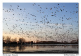 Oies des neiges Snow geese